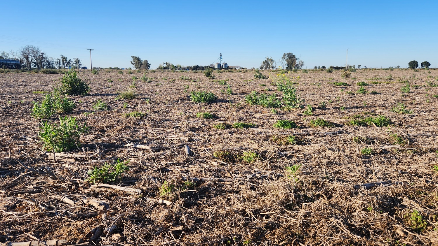 campo con maleza